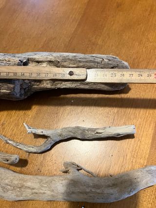 Legni di mare decorativi