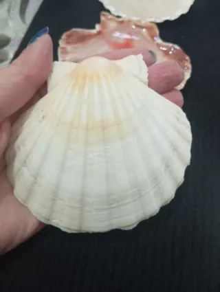 Set 6 conchiglie decorative resina epossidica