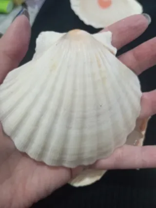 Set 6 conchiglie decorative resina epossidica