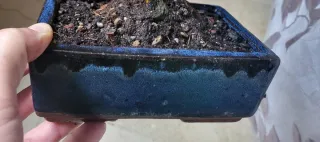 Bonsái Olmo Chino Seiju Hokkaido