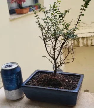 Bonsái Olmo Chino Seiju Hokkaido