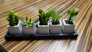 Set 5 Piantine Succulente Vasi Bianchi