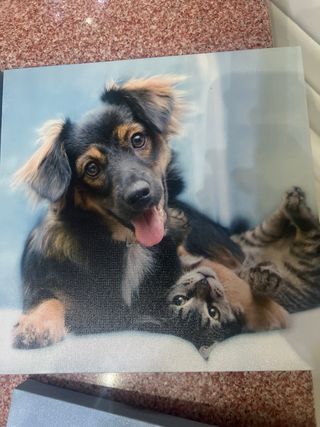 Tela Canvas Cane/Gatto