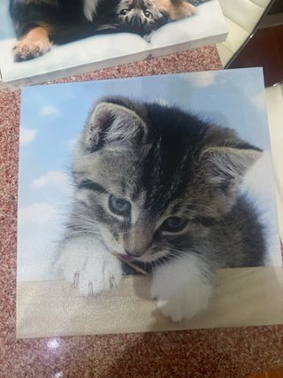 Tela Canvas Cane/Gatto