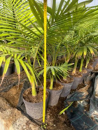 Palmera Archontophoenix alexandrae.