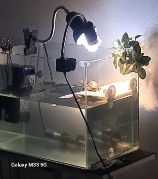 Acuario/Tortuguera de cristal 40L 40x30x35