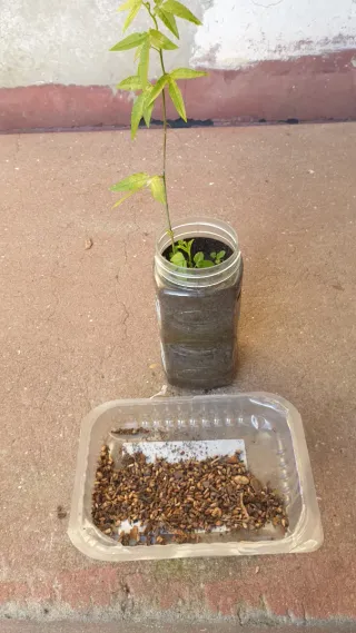 Maracujá com sementes de banana