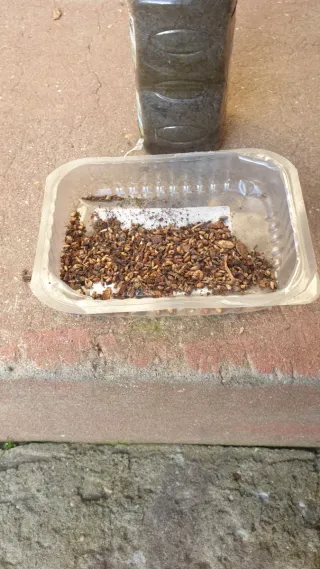 Maracujá com sementes de banana