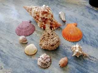 Lote de caracolas mediterráneas.