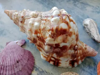 Lote de caracolas mediterráneas.