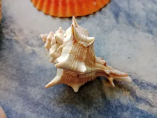 Lote de caracolas mediterráneas.