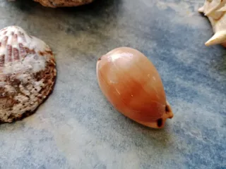 Lote de caracolas mediterráneas.