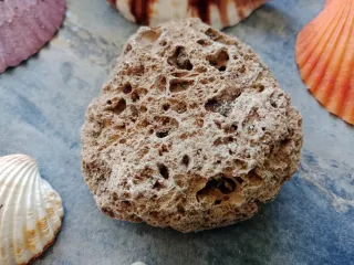 Lote de caracolas mediterráneas.