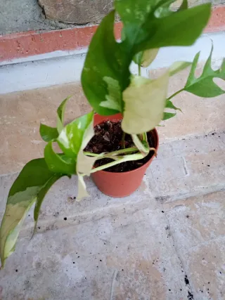 Monstera minima tetrasperma variegata