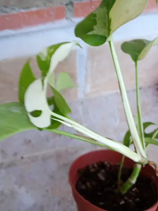 Monstera minima tetrasperma variegata