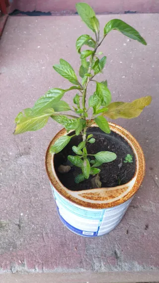 Pé de Pera Meloa trepadeira