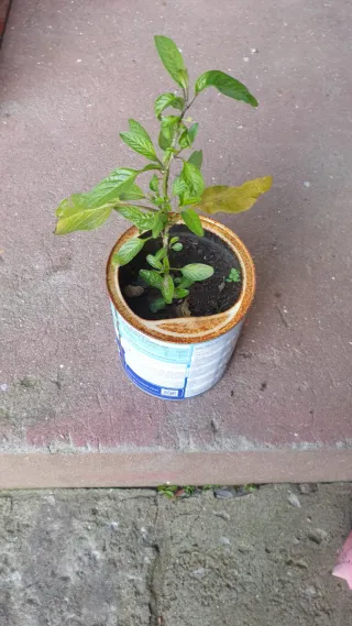 Pé de Pera Meloa trepadeira