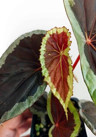 Begonia aff. baramensis planta