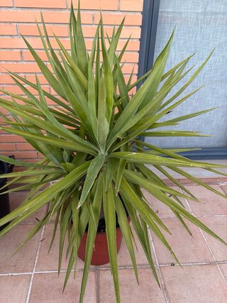 Planta Yucca en maceta