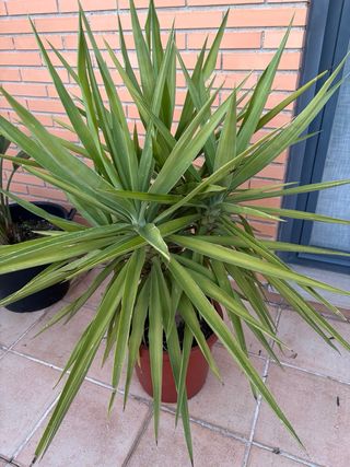 Planta Yucca en maceta