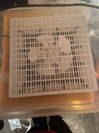 Incubadora Novital 24 huevos