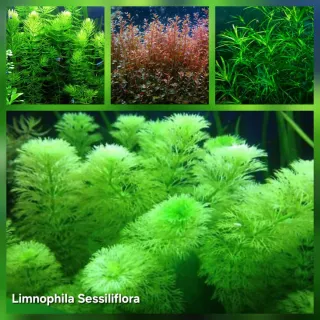 Pack 65x | 11 Especies Plantas Aquário - Anubia