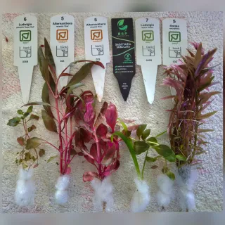 Pack 65x | 11 Especies Plantas Aquário - Anubia