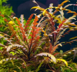 Pack 65x | 11 Especies Plantas Aquário - Anubia