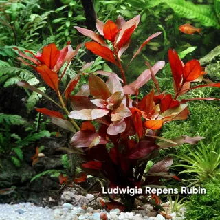 Pack 65x | 11 Especies Plantas Aquário - Anubia