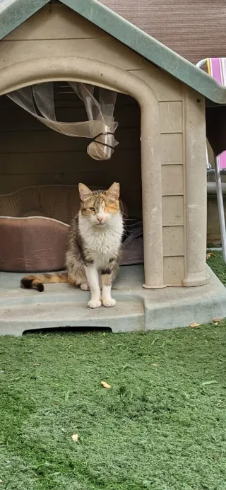 Mantas para refugio de gatos