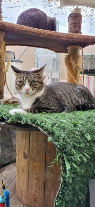 Mantas para refugio de gatos