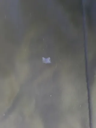 Chaquetón Burberry® Negro