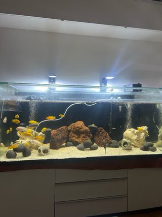 Acuario 300L