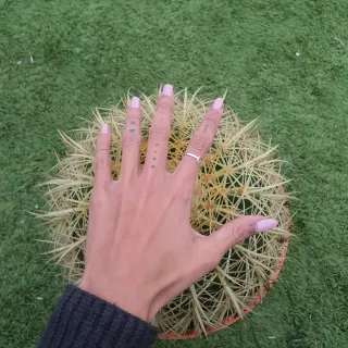 Cactus Kroenleinia grusonii