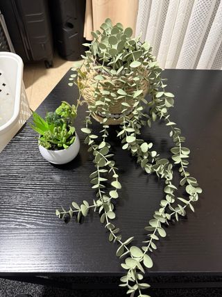 Plantas artificiales decorativas