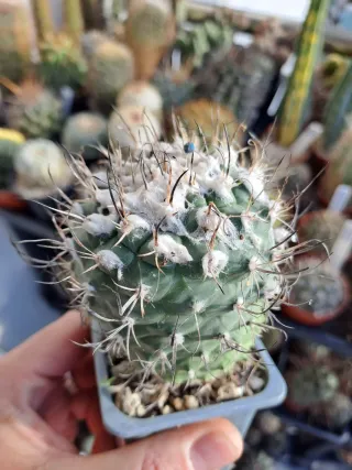 3 Cactus turbinicarpus lop.