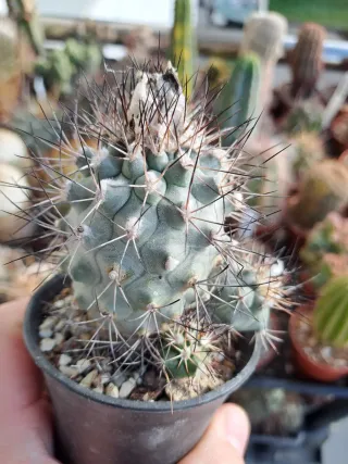 3 Cactus turbinicarpus lop.