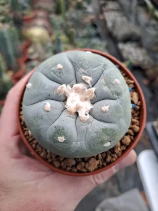3 Cactus turbinicarpus lop.