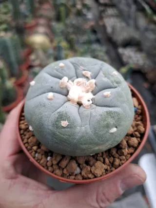 3 Cactus turbinicarpus lop.