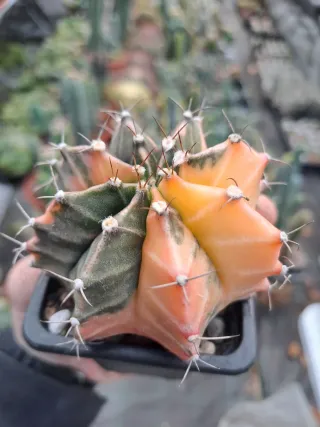 4 Cactus Gymnocalycium variegado