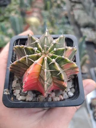 4 Cactus Gymnocalycium variegado
