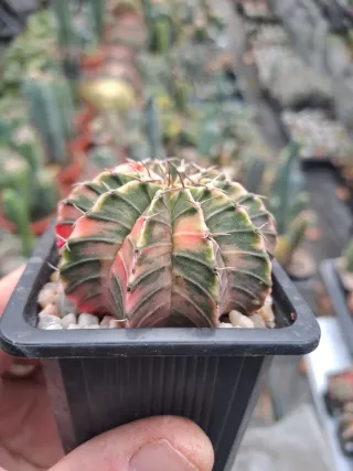 4 Cactus Gymnocalycium variegado