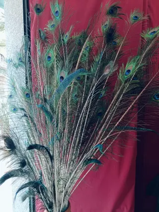 Pack de 20 Plumas de pavo real decorativas