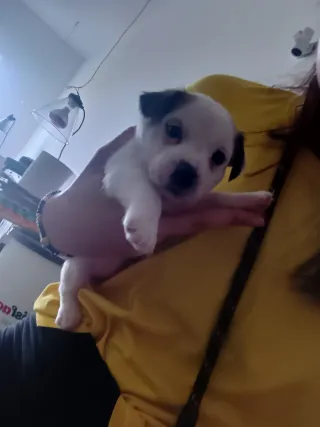 Paseo perros/cuidado de mascotas