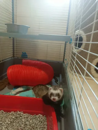 Paseo perros/cuidado de mascotas