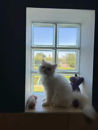 Paseo perros/cuidado de mascotas