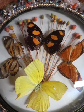 Cuadro Vintage Mariposas Decoración