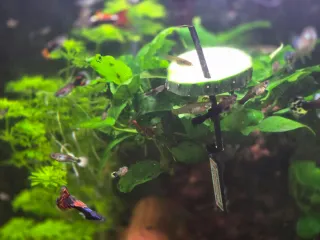 Grupo acuariofilia whatsaap