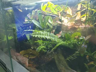 Terrario Vivario Plantas Tropicales Naturales