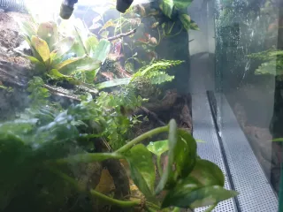 Terrario Vivario Plantas Tropicales Naturales